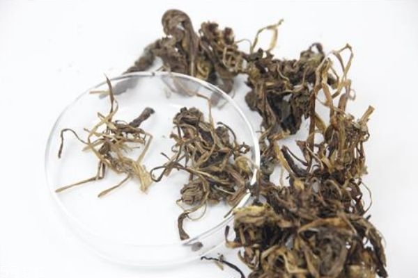 蒲公英泡水孕婦能喝嗎 這幾類(lèi)人不宜飲用