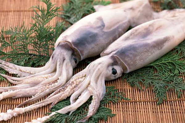 魷魚(yú)可以生吃嗎 魷魚(yú)的功效