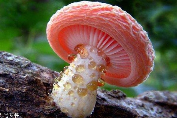 蘑菇有什么種類(lèi)呢 蘑菇如何區(qū)分有毒還是沒(méi)毒呢