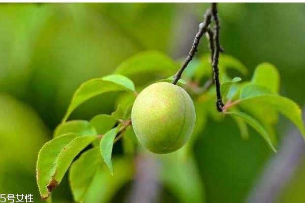 梅子有什么營(yíng)養(yǎng)價(jià)值呢 如何自己做梅子酒呢