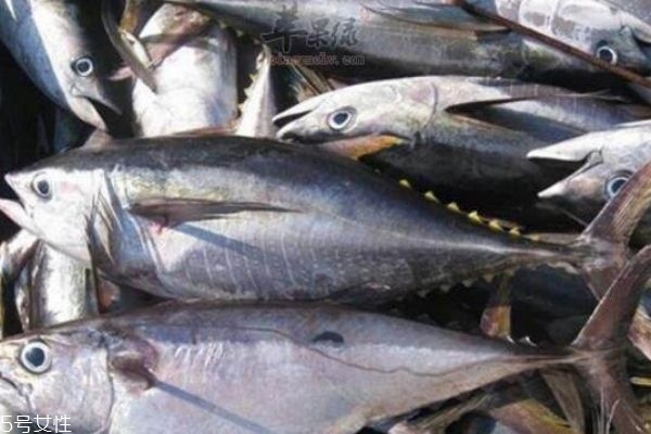 金槍魚(yú)怎么做好吃呢 金槍魚(yú)有什么營(yíng)養(yǎng)價(jià)值呢