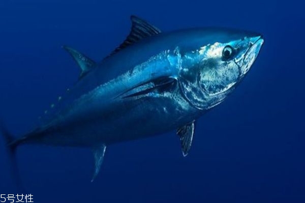 金槍魚(yú)怎么做好吃呢 金槍魚(yú)有什么營(yíng)養(yǎng)價(jià)值呢