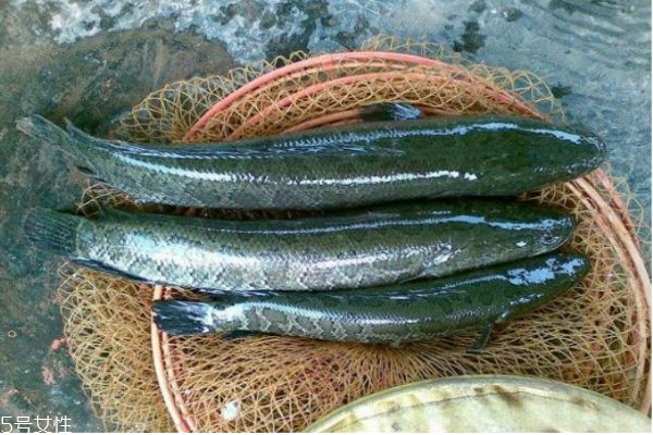 什么是黑魚呢 黑魚有什么營(yíng)養(yǎng)價(jià)值呢