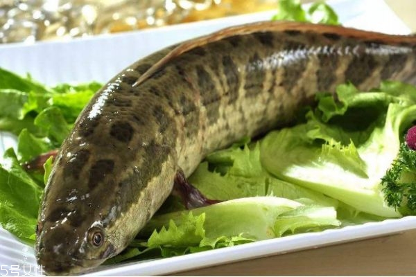 什么是黑魚呢 黑魚有什么營(yíng)養(yǎng)價(jià)值呢