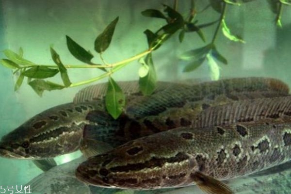 什么是黑魚呢 黑魚有什么營(yíng)養(yǎng)價(jià)值呢