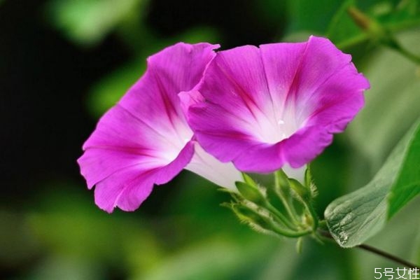 牽牛花的花語是什么呢 牽?；ǖ姆N植要注意什么呢