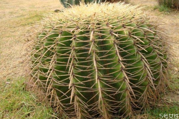 仙人掌可以?xún)艋諝鈫?仙人掌的生長(zhǎng)環(huán)境是怎么樣的呢