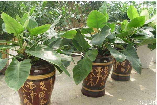 綠帝王是一種什么植物呢 綠帝王有什么作用呢 綠帝王是一種什么植物呢 綠帝王有什么作用呢