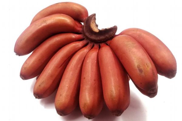 什么是紅香蕉呢 紅香蕉有什么營養(yǎng)價(jià)值呢