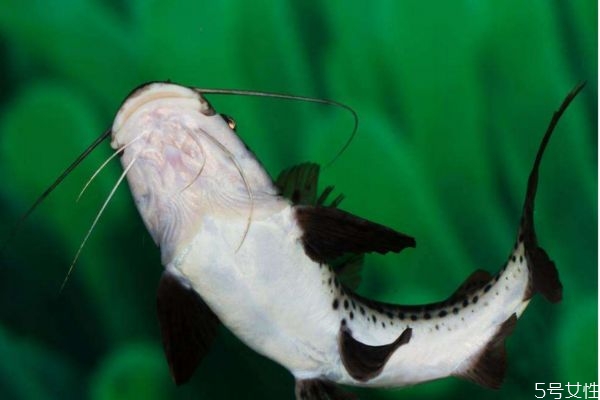 海鯰魚(yú)怎么做好吃呢 什么人不能吃海鯰魚(yú)呢