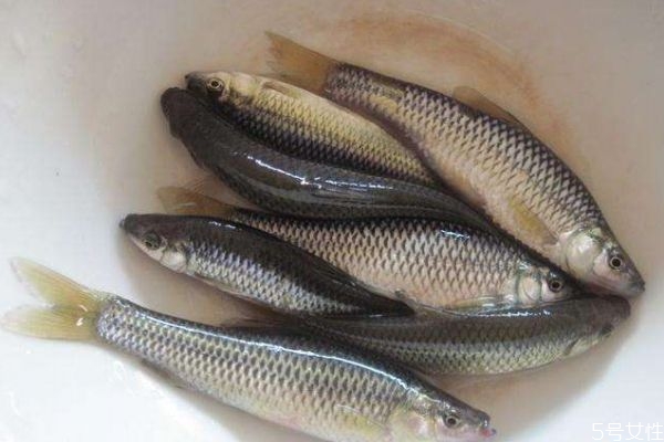 什么是麥穗魚(yú)呢 麥穗魚(yú)有什么營(yíng)養(yǎng)價(jià)值呢