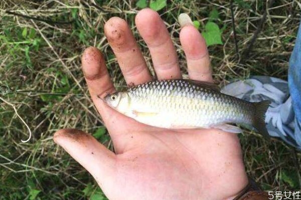什么是麥穗魚(yú)呢 麥穗魚(yú)有什么營(yíng)養(yǎng)價(jià)值呢