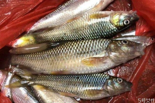 什么是麥穗魚(yú)呢 麥穗魚(yú)有什么營(yíng)養(yǎng)價(jià)值呢