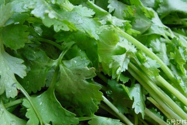 香菜有什么營養(yǎng)價(jià)值呢 吃香菜有什么好處呢