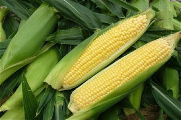 吃玉米的最佳時(shí)間 玉米?？梢灾竺鏃l嗎