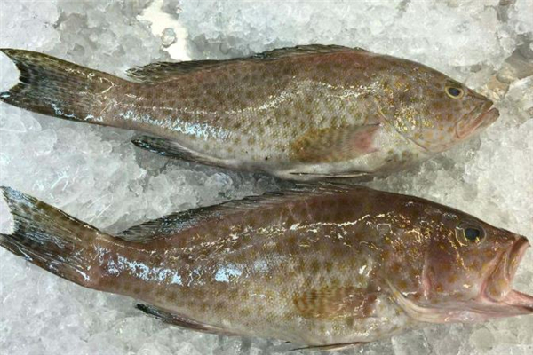 吃石斑魚(yú)為什么不能喝酒 吃石斑魚(yú)喝酒會(huì)怎樣