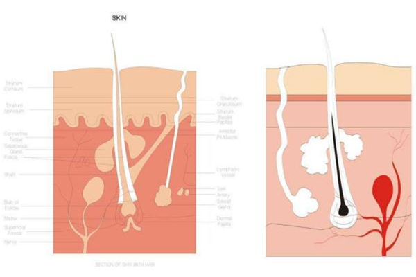 糾結身體乳哪個牌子好？從功效下手才穩(wěn)