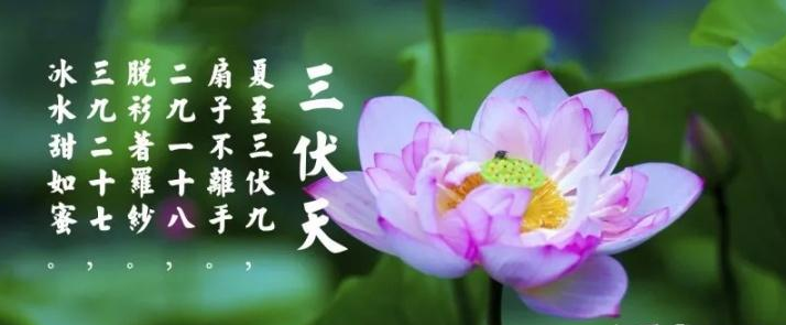 三伏天是什么？三伏天應注意什么？