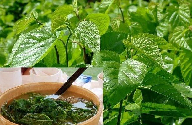喝桑葉茶能減肥嗎?有什么副作用？