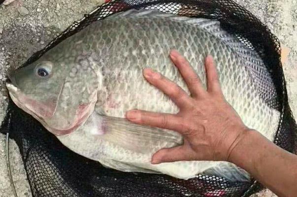 羅非魚(yú)是不是很臟 羅非魚(yú)刺多不多