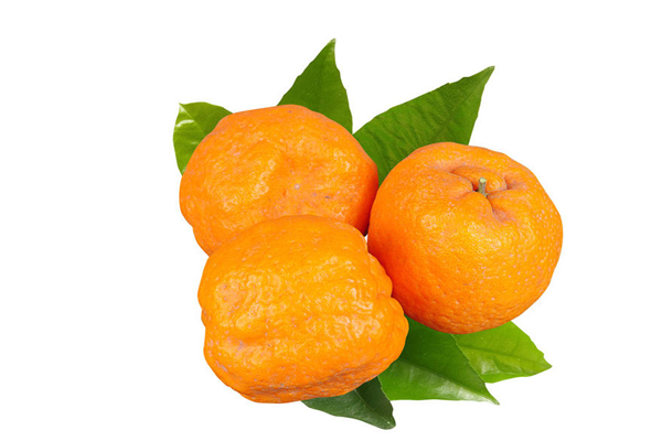 蘆柑什么季節(jié)成熟 蘆柑是哪里的特產