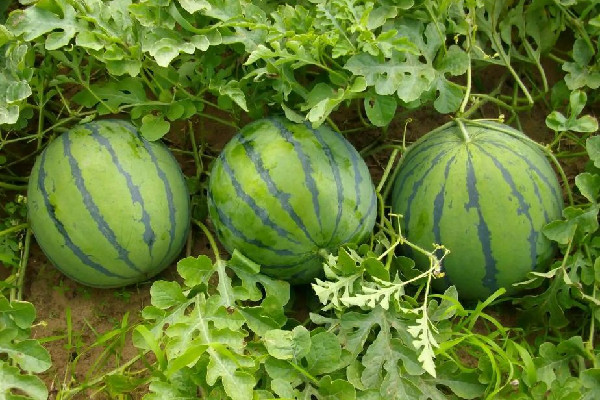 西瓜買回來(lái)沒(méi)熟怎么辦 西瓜沒(méi)熟是什么樣子的