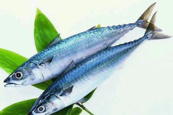 鲅魚的營(yíng)養(yǎng)價(jià)值及功效與作用 鲅魚是海魚還是淡水魚