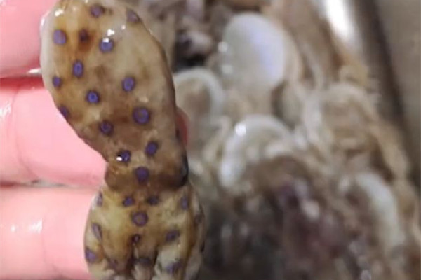 深圳一網(wǎng)友稱在山姆買到藍(lán)環(huán)章魚 藍(lán)環(huán)章魚有幾個品種