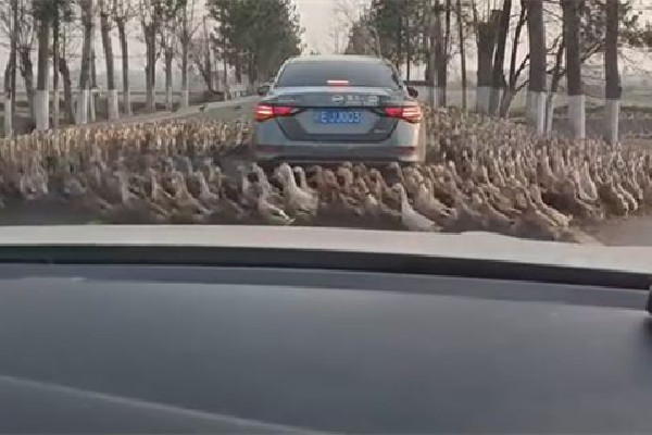轎車(chē)被群鴨團(tuán)團(tuán)圍住一動(dòng)不敢動(dòng) 鴨子為什么喜歡跟著人
