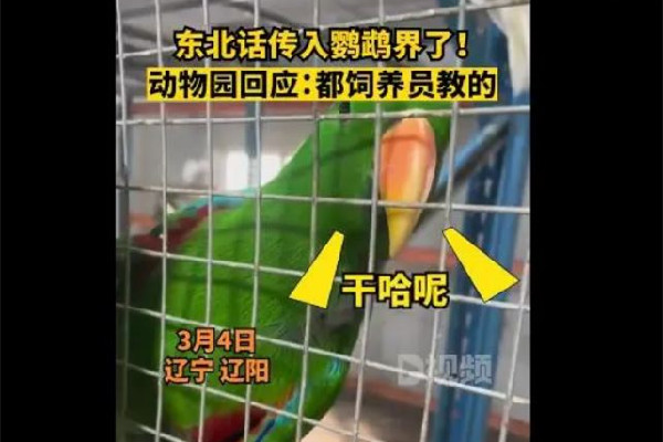 遼寧一動(dòng)物園鸚鵡滿嘴東北味 鸚鵡為什么會(huì)說人話